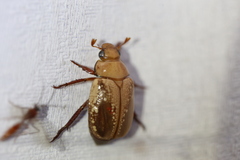 Anoplognathus concolor