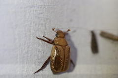 Anoplognathus concolor