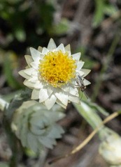 Helichrysum chionosphaerum