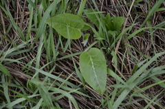 Campanula bononiensis