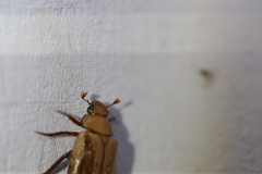 Anoplognathus concolor