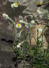 Helichrysum chionosphaerum