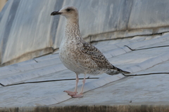 Larinae