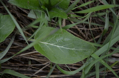 Campanula bononiensis