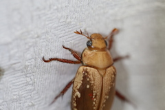 Anoplognathus concolor