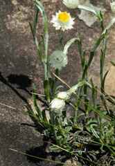 Helichrysum chionosphaerum