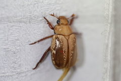Anoplognathus concolor