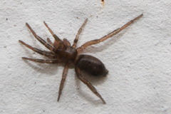 Gnaphosidae