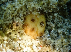 Plesiastrea versipora