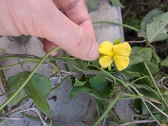 Vigna luteola