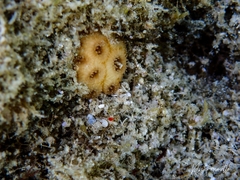 Plesiastrea versipora
