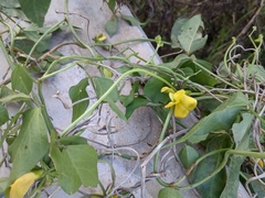 Vigna luteola