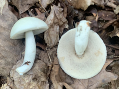 Leccinellum albellum