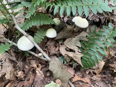 Leccinellum albellum