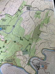 Leccinellum albellum