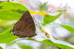 Arhopala silhetensis