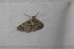 Myrioblephara
