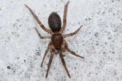 Gnaphosidae