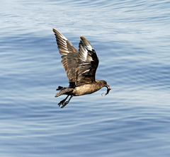 Stercorarius antarcticus