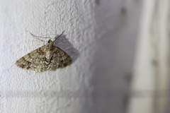 Myrioblephara