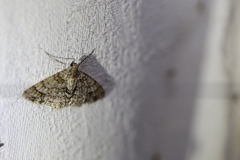 Myrioblephara