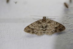 Myrioblephara