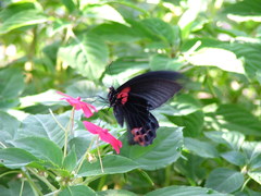 Papilio memnon heronus
