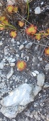 Drosera xerophila