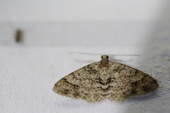 Myrioblephara