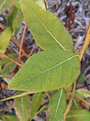 Lyonia mariana