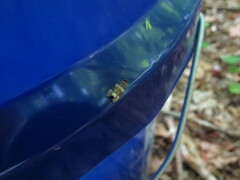 Olethreutes fasciatana