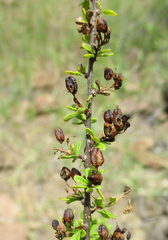 Antherothamnus pearsonii