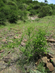 Antherothamnus pearsonii