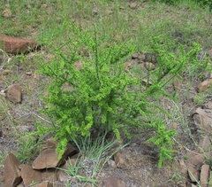 Antherothamnus pearsonii