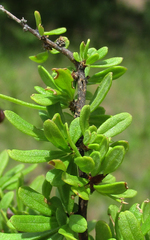 Antherothamnus pearsonii