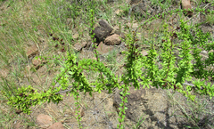 Antherothamnus pearsonii