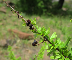 Antherothamnus pearsonii