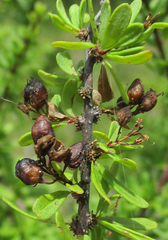 Antherothamnus pearsonii
