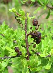 Antherothamnus pearsonii