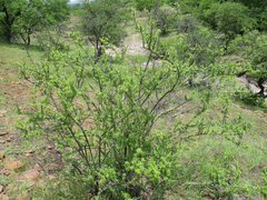 Antherothamnus pearsonii