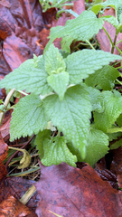 Lamium album