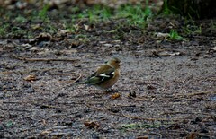 Fringilla coelebs
