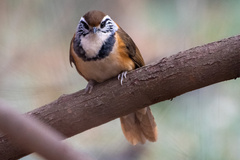 Pterorhinus pectoralis