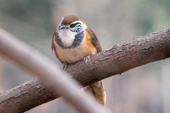 Pterorhinus pectoralis