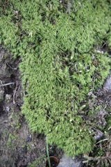 Dicranum montanum