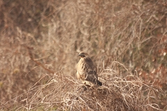 Buteo japonicus