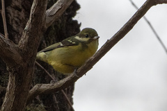 Periparus venustulus