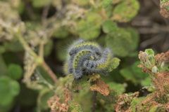 Thaumetopoea herculeana