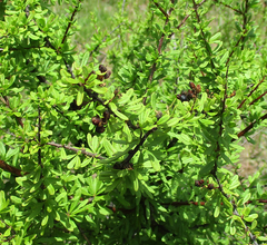 Antherothamnus pearsonii