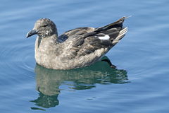 Stercorarius antarcticus